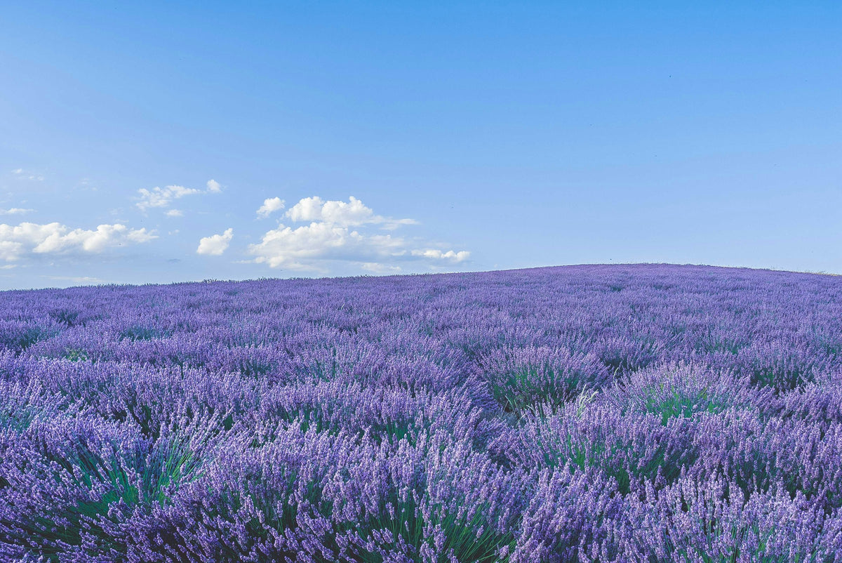 Blühendes Lavendelfeld in der Provence