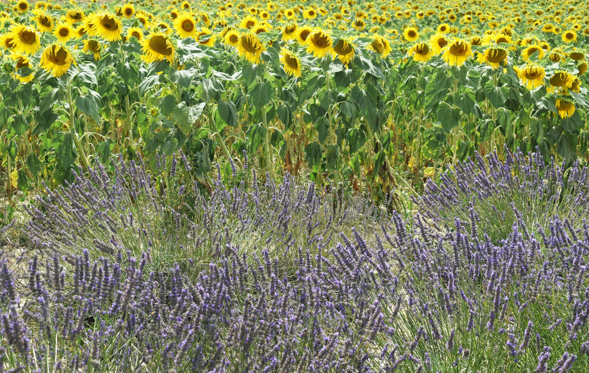 Lavendel- und Sonnenblumenfeld in der Provence – Foto: Chris Barbalis / Unsplash