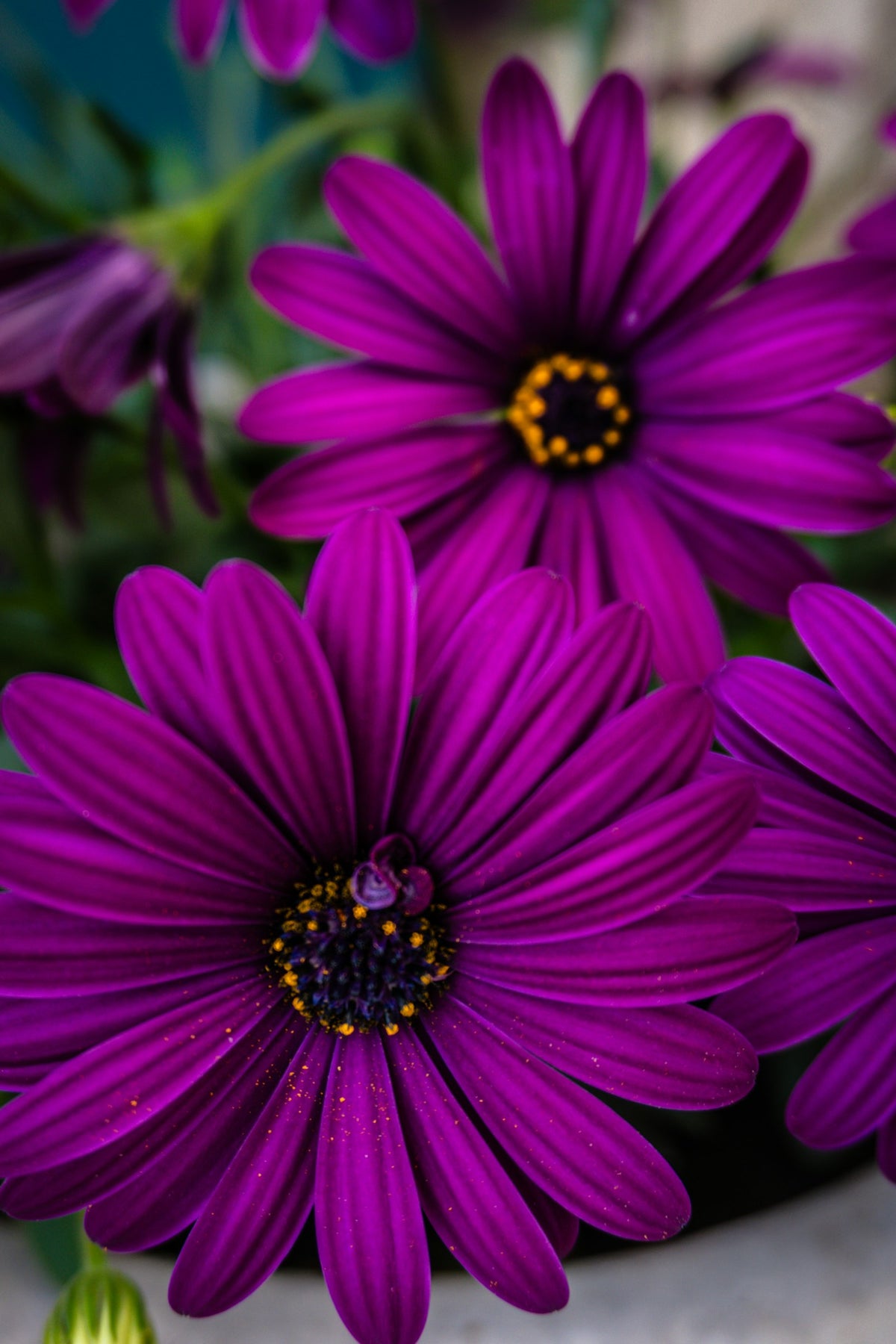 Lila Blumen Nahaufnahme auf Tisch – Foto: Nicola Welner / Unsplash